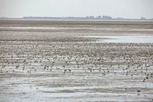Knot Prints: Knot - flock spread out feeding over The Wash - August - The Wash Norfolk UK