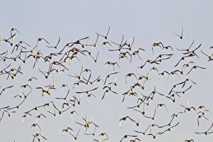 Images Dated 12th December 2011: Knot - flock taking off in flight