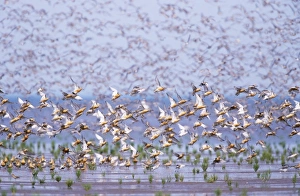 Images Dated 25th November 2005: Knot - flock taking off. The Wash, Norfolk, UK