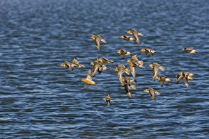 Images Dated 4th August 2008: Knot - flying over the sea in breeding plumage - North Norfolk - UK