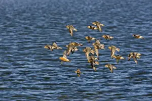 Knot Prints: Knot - flying over the sea in breeding plumage - North Norfolk - UK