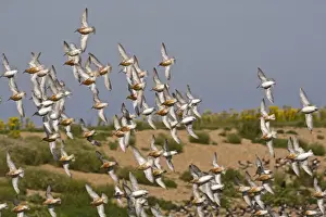 Knot Prints: Knot - Flying some in Summer plumage - The wash Snettisham Norfolk UK