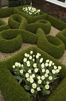 Knot Garden with box hedges and White Tulips in