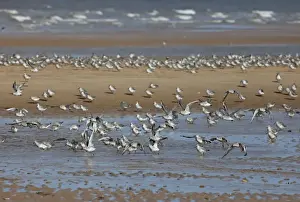 Knot - Going into Winter plumage - resting on beach - September - North Norfolk - UK