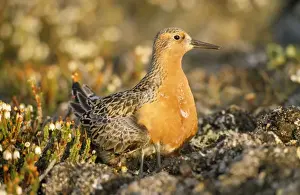 Knot Prints: Knot - Greenland