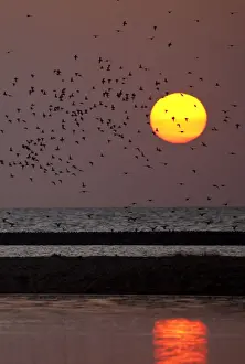 Sunsets And Sunrise Prints: Knot - Landing on sand bar in sunset - September - North Norfolk - UK