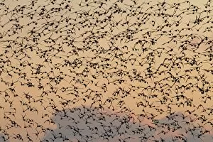 Knot - A large flock in flight in the early morning