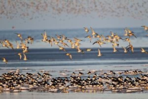 Images Dated 10th February 2012: Knot - large flock in flight over Oystercatchers