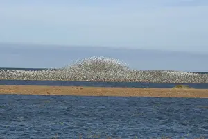 Knot Prints: Knot - Large flock flying and swirling to avoid predator - September - North Norfolk - UK