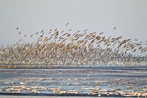 Knot - large flock with Godwits