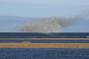 Images Dated 22nd September 2009: Knot - Large flock swirling over sand bars - September - North Norfolk - UK