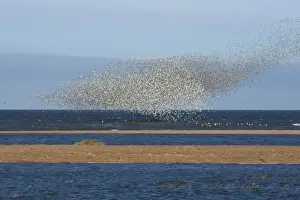 Knot Prints: Knot - Large flock swirling over sand bars - September - North Norfolk - UK