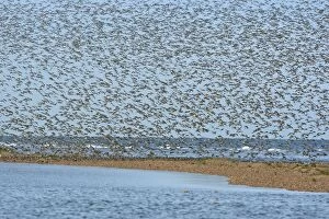 Images Dated 9th September 2009: Knot - Mass flock about to land on sand bar - September - North Norfolk - UK