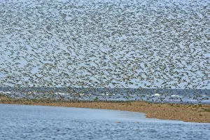 Knot Prints: Knot - Mass flock about to land on sand bar - September - North Norfolk - UK