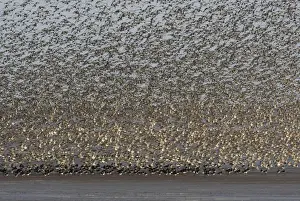 Mudflat Prints: Knot - Mass flock taking off with Oystercatchers on the mudflats - September -The Wash - Norfolk - UK