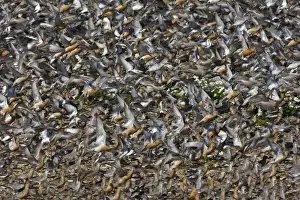 Knot Prints: Knot - Mass flock taking off, some still in Summer plumage - September - The Wash Norfolk U