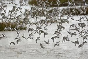 Images Dated 16th November 2008: Knot - mass flock taking off from tidal marsh in Winter plumage - The Wash - Norfolk - UK
