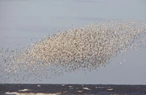 Images Dated 4th September 2009: Knot - Mass flock along the tide edge showing some breeding plumage - August - North Norfolk UK