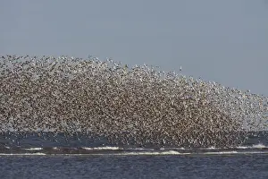 Knot - Mass flock along the tide edge showing some breeding plumage - August - North Norfolk - U. K