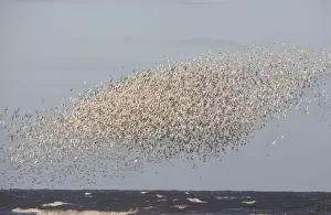 Knot Prints: Knot - Mass flock along the tide edge showing some breeding plumage - August - North Norfolk UK
