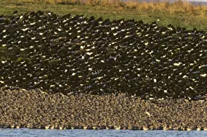 Knot Prints: Knot & Oystercatcher - High Tide Roost Snettisham RSPB Reserve, Norfolk, UK BI006865