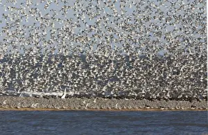 Knot - Packed on sand bar with Oystercatcher's with more Knot flying in - September - North Norfolk UK