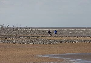 Images Dated 21st September 2009: Knot - People walking their dog among flocks of