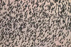 Norfolk Prints: Knot - Thousands of birds leaving their roost and heading out to feed. Norfolk, UK