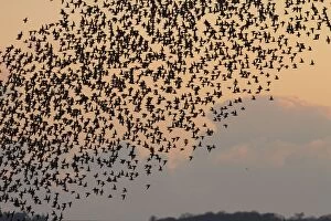 Knot - thousands of birds leaving their roost and heading out to feed