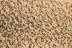 Norfolk Prints: Knot - Thousands of birds leaving their roost and heading out to feed. Norfolk, UK