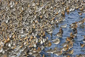 Knot Prints: Knot - Tight flock with Black-tailed Godwits - September - Snettisham - Norfolk - UK