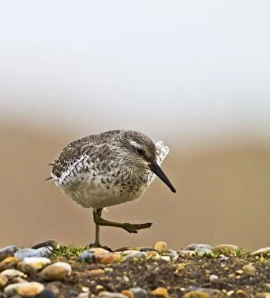 Images Dated 30th January 2010: Knot - walking on shingle