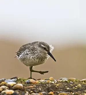 Knot Prints: Knot - walking on shingle - Norfolk UK 8972