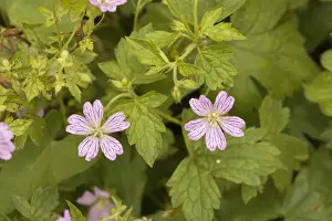 Cranesbill Prints: Knotted cranesbill (Geranium nodosum), France. Also grown in gardens