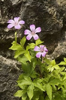 Images Dated 12th May 2007: Knotted Cranesbill (Geranium nodosum)