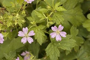 Images Dated 4th August 2006: Knotted cranesbill (Geranium nodosum), France. Also grown in gardens