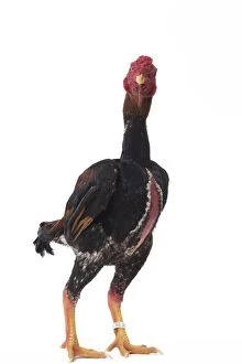 Rooster Gallery: Ko Shamo Chicken Cockerel / Rooster