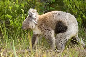 Disease Prints: Koala - adult koala which came down with the deadly illness Chlamydia pecorum