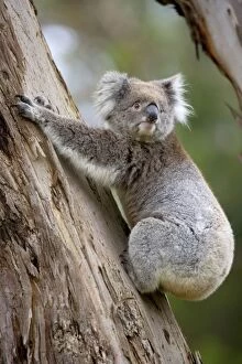 Koala - adult koala clings to the trunk of an eucalypt tree