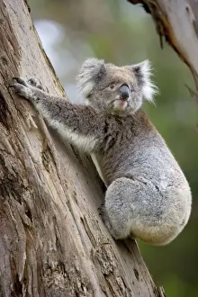 Koalas Prints: Koala - adult koala clings to the trunk of an eucalypt tree and is about to get down to change its feeding
