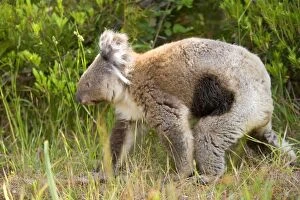 Koala - adult koala with the deadly illness Chlamydia pecorum, also called koala aids