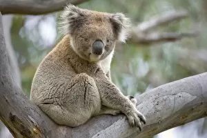 Koala - adult male rests in a comfortable looking tree fork in a tall eucalypt tree
