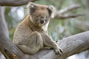 Koala - adult male rests in a comfortable looking tree fork in a tall eucalypt tree - Otway National Park, Victoria, Australia