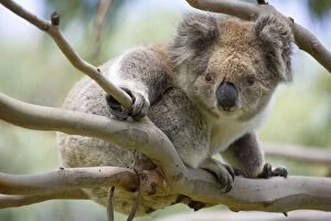 Images Dated 16th November 2008: Koala