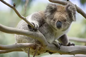 Koalas Prints: Koala - adult sits on a comfortable looking branch in an eucalypt tree observing intensely another koala on the ground