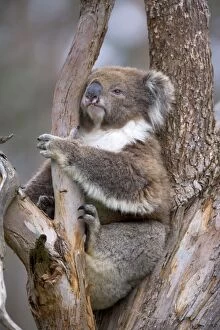 Images Dated 28th November 2008: Koala - adult sitting comfortably wedged in a tree fork of an eucalypt tree looking sleepily