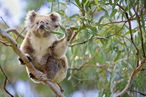 Images Dated 29th November 2008: Koala - adult sitting high up in the trees feeding on this tough, toxic and low-nutritioned leaves