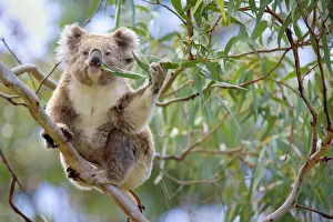 Food In Mouth Prints: Koala - adult sitting high up in the trees feeding on this tough