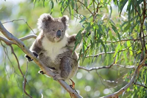 Images Dated 29th November 2008: Koala - adult sitting high up in the trees feeding on this tough, toxic and low-nutritioned leaves