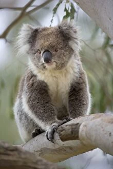 Images Dated 17th November 2008: Koala - adult walks artistically on branches high up in the eucalypt trees of a tall forest